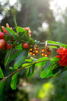 Dazy Glaze Earrings