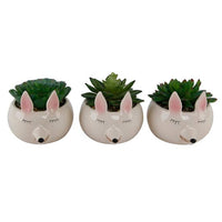 Pink Fox Succulent Planter