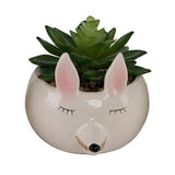 Pink Fox Succulent Planter