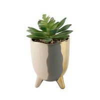 Gold Accent Succulent Planter