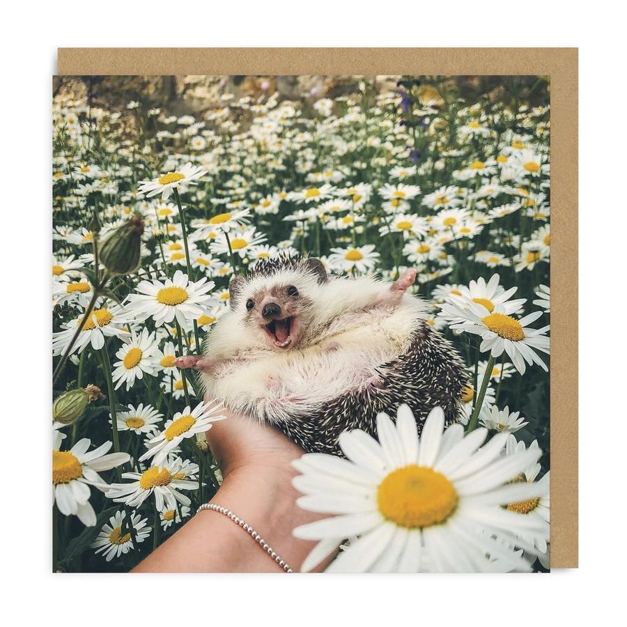 Hedgehog Daisy Field Square Greeting Card