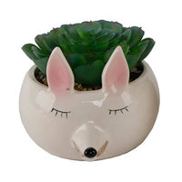 Pink Fox Succulent Planter