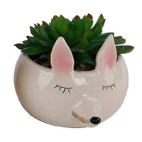 Pink Fox Succulent Planter
